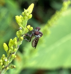 Holcocephala
