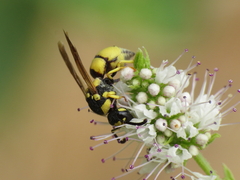 Parodontodynerus ephippium