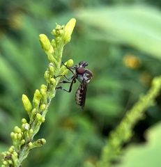 Holcocephala