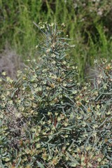 Euphorbia loricata