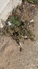 Spergularia rubra