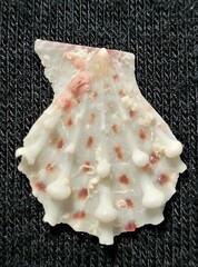 Caribachlamys pellucens