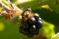 Ancistrocerus adiabatus