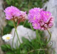 Armeria