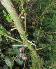 Cephalotelium macowanianum
