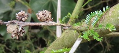 Cephalotelium macowanianum