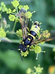 Tenthredo marginella
