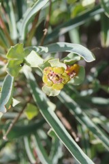 Euphorbia loricata