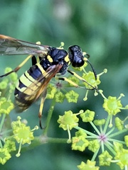 Tenthredo marginella