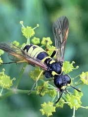 Tenthredo marginella