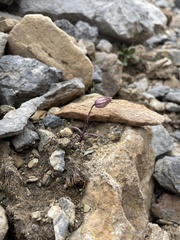 Silene uralensis