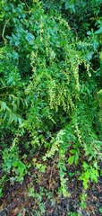 Ligustrum quihoui