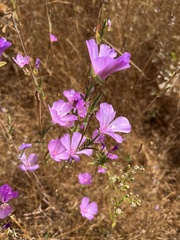 Clarkia