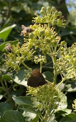 Atlides halesus