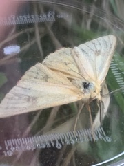 Diacrisia sannio