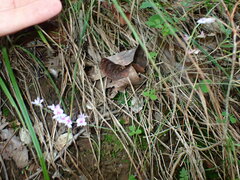 Lespedeza procumbens