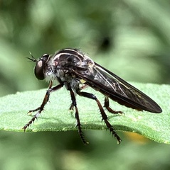 Heteropogon macerinus