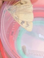 Diacrisia sannio