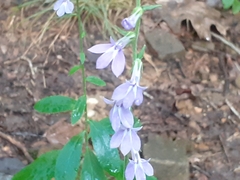 Lobelia nuttallii