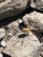 Mitopus