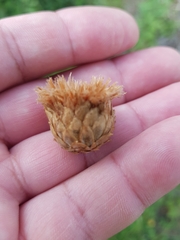 Andricus foecundatrix