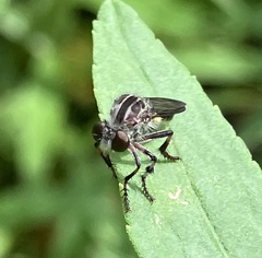Heteropogon macerinus