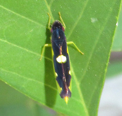 Baleja marginula