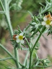 Boraginaceae