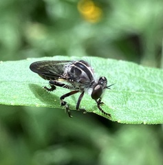 Heteropogon macerinus