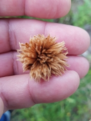 Andricus foecundatrix