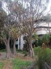 Aloidendron barberae
