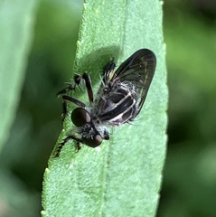 Heteropogon macerinus