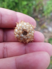 Andricus foecundatrix