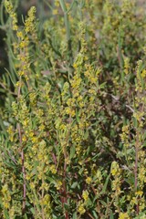 Tetragonia fruticosa