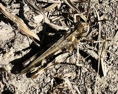 Encoptolophus costalis