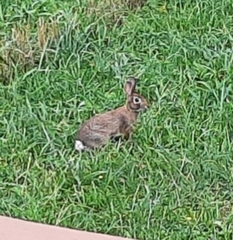 Sylvilagus floridanus