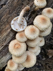 Pholiota squarrosoides