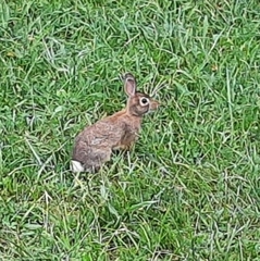 Sylvilagus floridanus