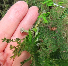 Cephalotelium macowanianum