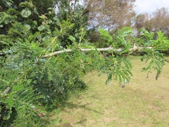 Vachellia kosiensis