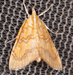 Glaphyria sesquistrialis