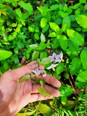 Solanum laxum