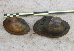 Pyganodon grandis