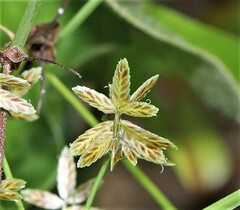 Cyperus bipartitus