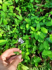 Solanum laxum