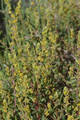 Tetragonia fruticosa