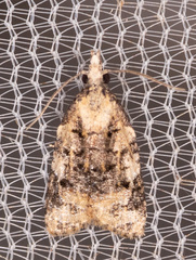 Platynota exasperatana