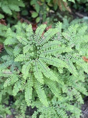 Adiantum pedatum