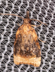 Platynota flavedana