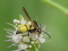 Parodontodynerus ephippium